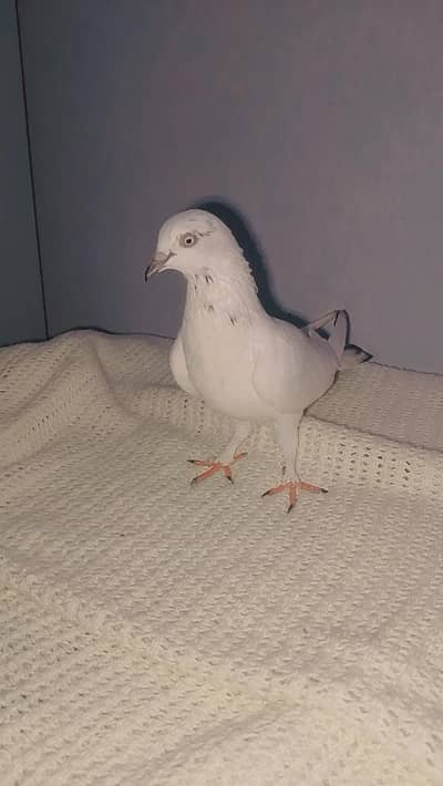 1000 female