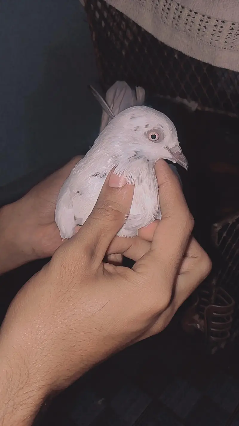 1000 female — photo 2