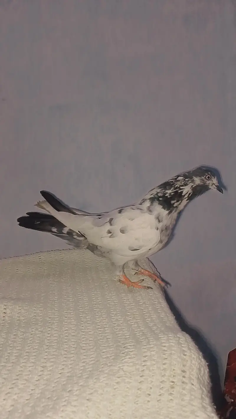 1000 female — photo 3