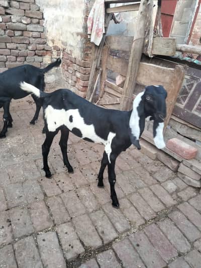 4 mah 3 bakriyan char mah ka ek bakra ek Don da bakra