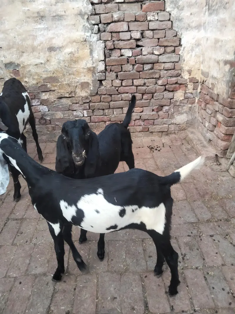 4 mah 3 bakriyan char mah ka ek bakra ek Don da bakra — photo 2
