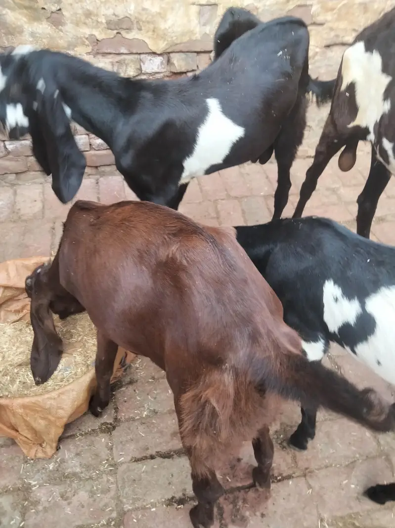 4 mah 3 bakriyan char mah ka ek bakra ek Don da bakra — photo 3