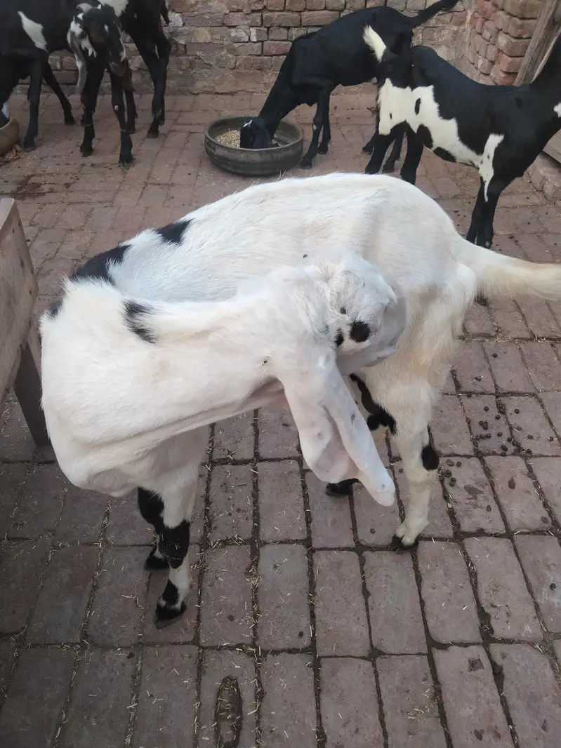 4 mah 3 bakriyan char mah ka ek bakra ek Don da bakra — photo 4