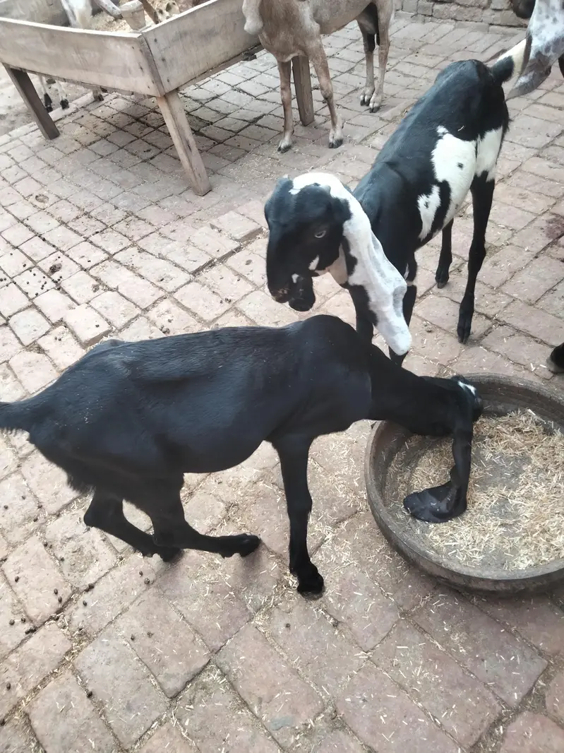 4 mah 3 bakriyan char mah ka ek bakra ek Don da bakra — photo 5