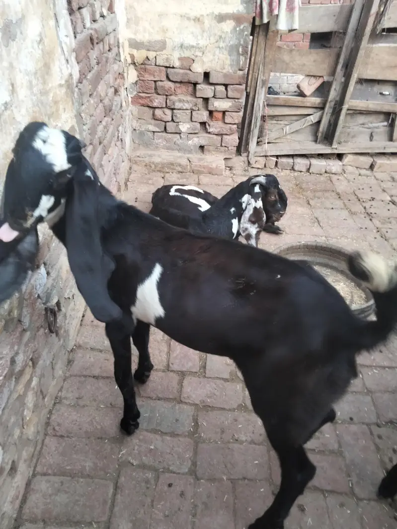 4 mah 3 bakriyan char mah ka ek bakra ek Don da bakra — photo 6