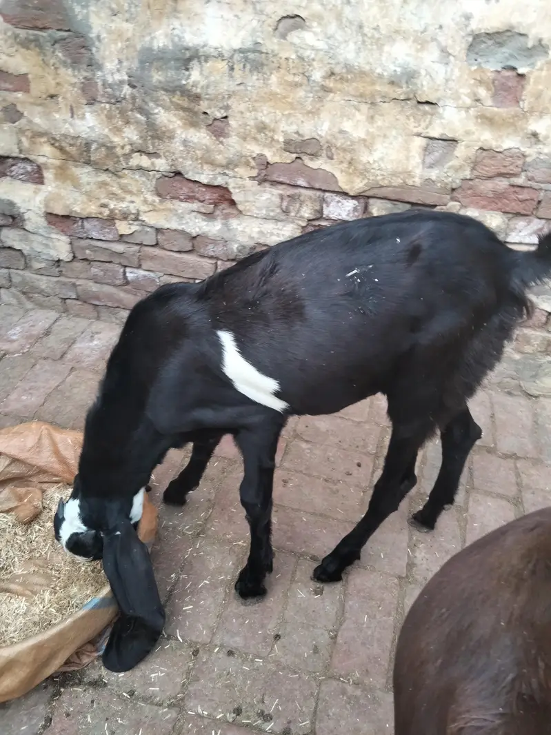 4 mah 3 bakriyan char mah ka ek bakra ek Don da bakra — photo 7