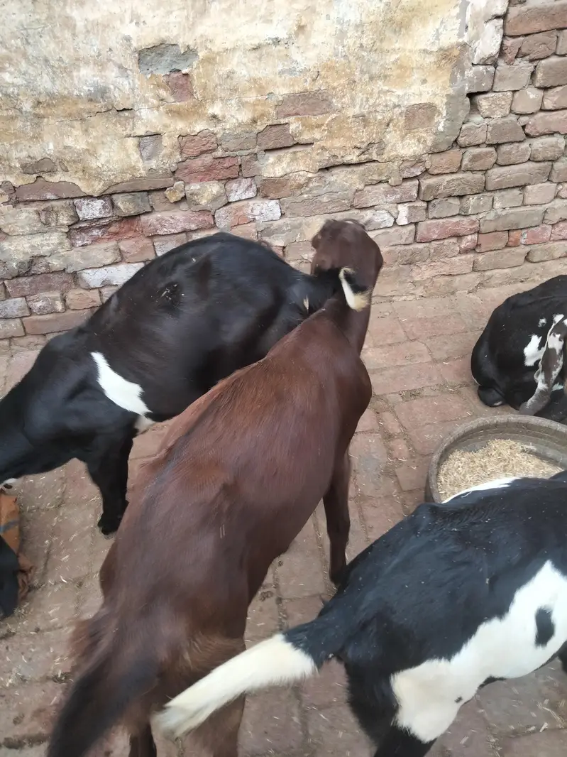 4 mah 3 bakriyan char mah ka ek bakra ek Don da bakra — photo 8