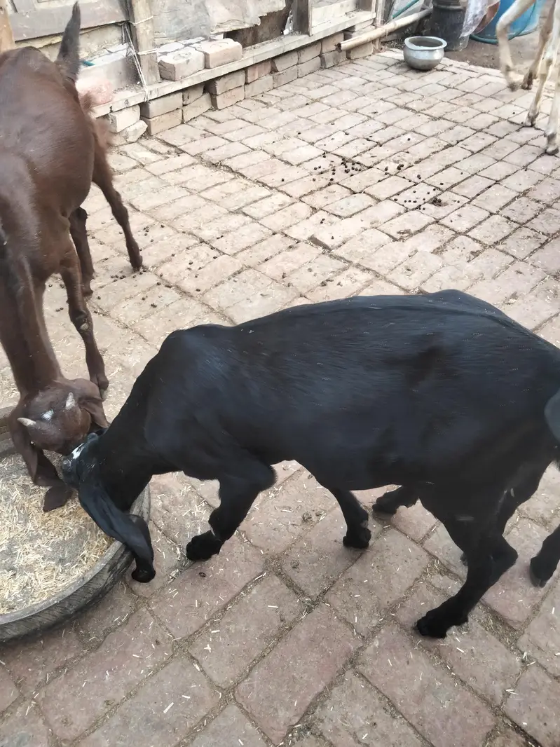 4 mah 3 bakriyan char mah ka ek bakra ek Don da bakra — photo 9
