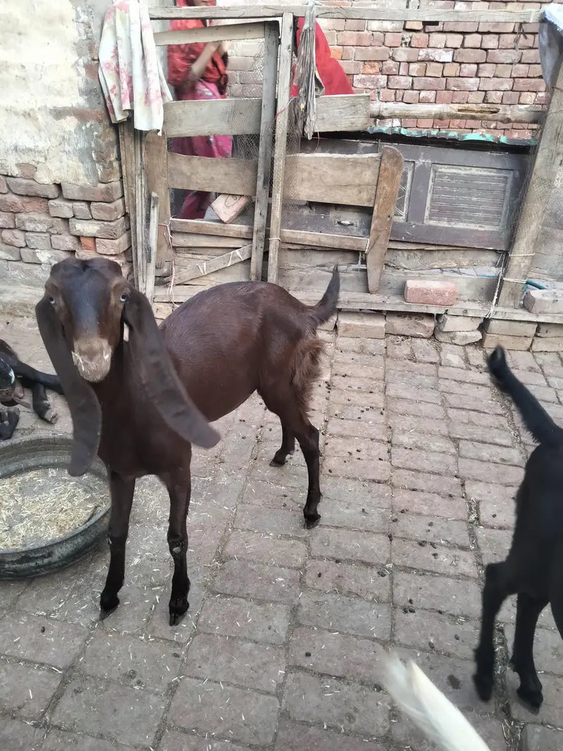 4 mah 3 bakriyan char mah ka ek bakra ek Don da bakra — photo 10