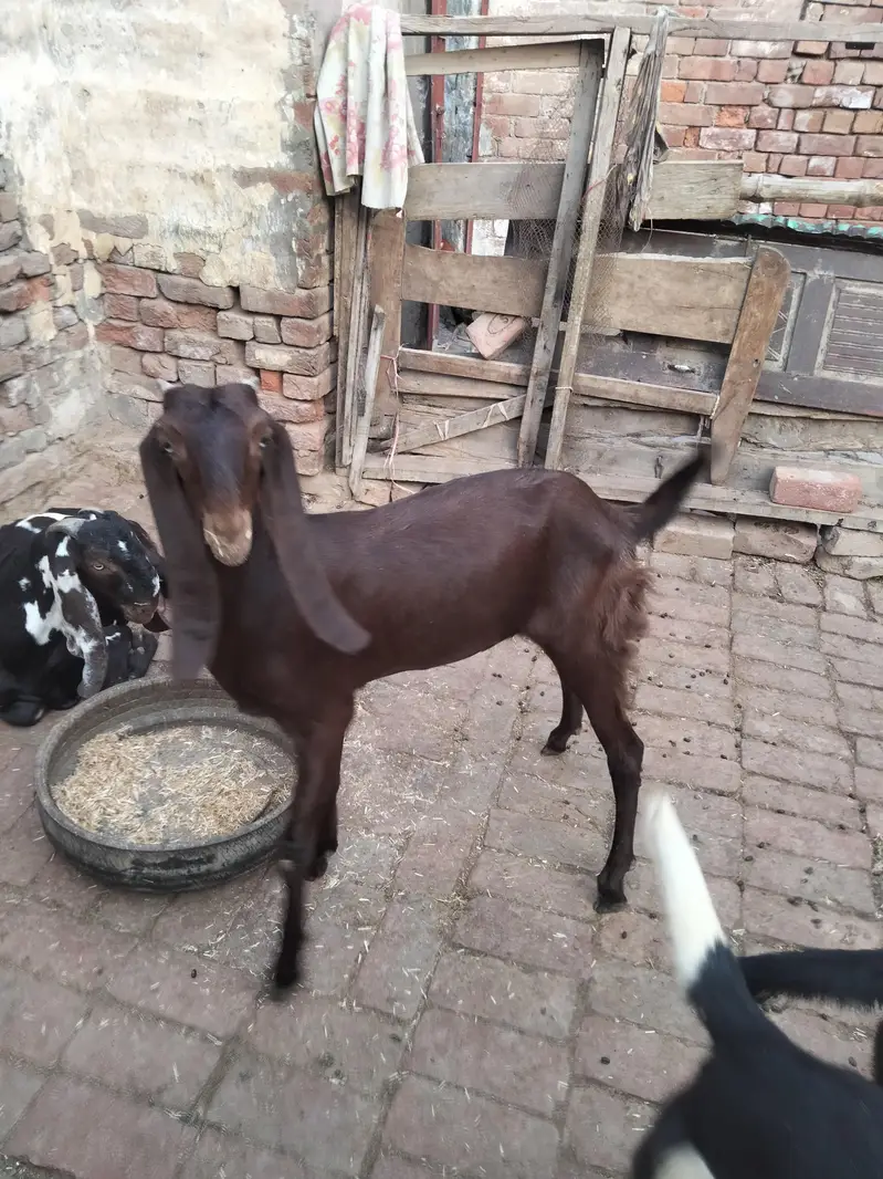 4 mah 3 bakriyan char mah ka ek bakra ek Don da bakra — photo 11