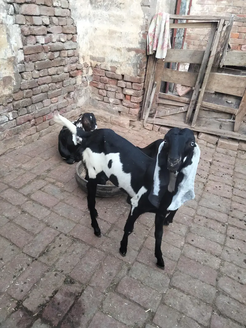 4 mah 3 bakriyan char mah ka ek bakra ek Don da bakra — photo 12