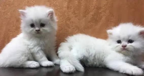 Persian kittens tetra coated top class quality