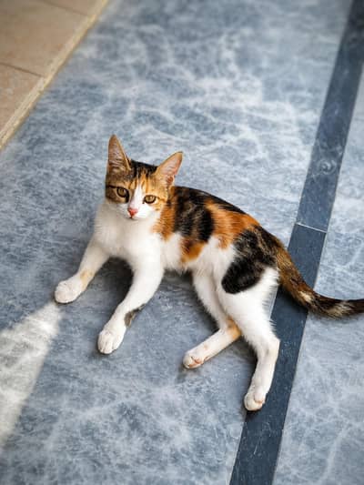  Beautiful Calico Cat for Sale – Cute, Healthy & Adorable 