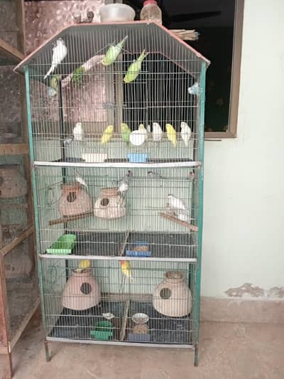 budgies and love bird cage for sale