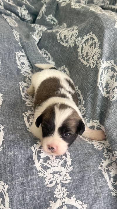 Maltese Pair/BabyAlso Available for sale