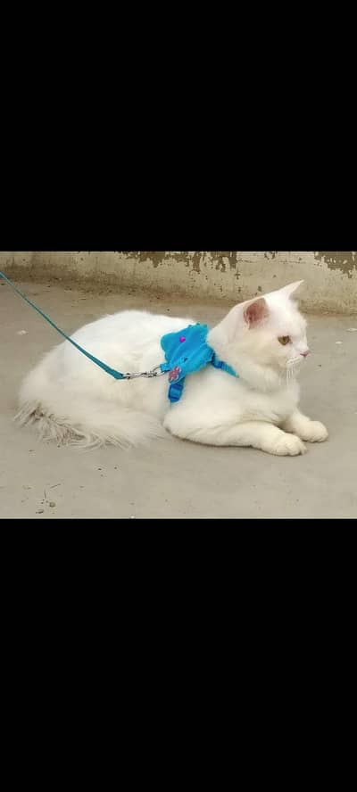 persian cat