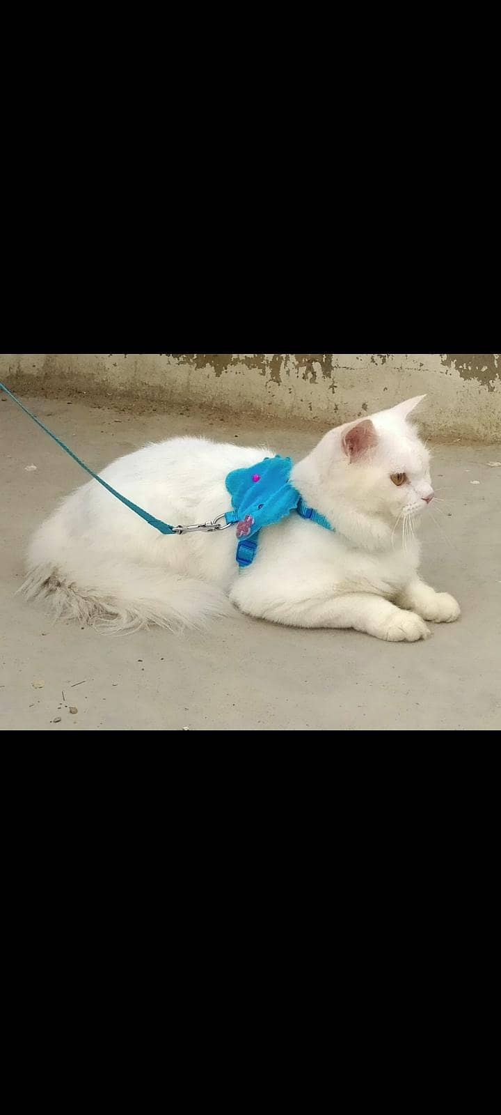 persian cat 0