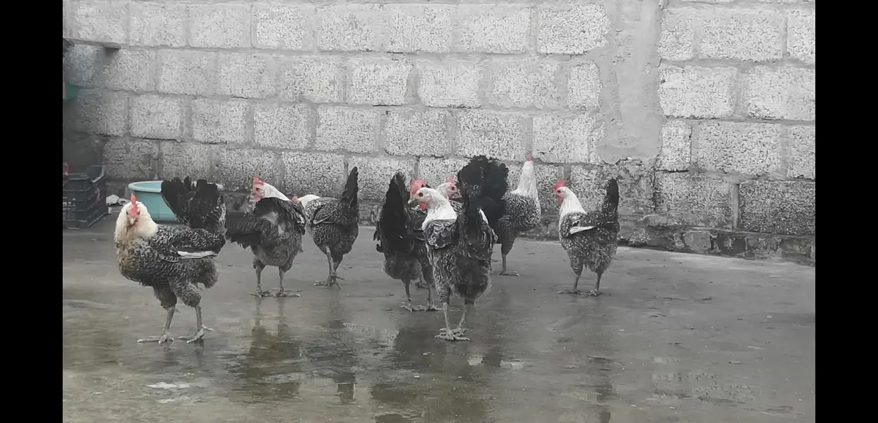 fayoumi misri — photo 2