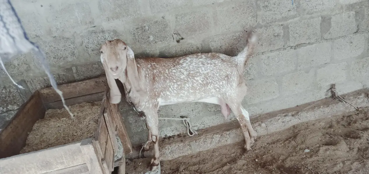 makhi cheena — photo 3