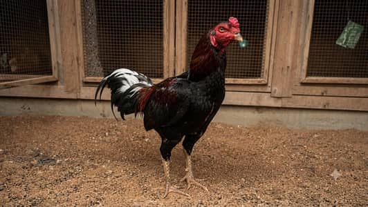 TOP QUALITY ASEEL BIRDS AVAILABLE - 5 FEMALES & 3 MALES