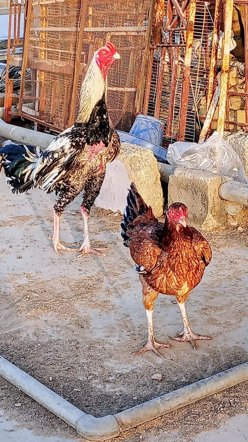 TOP QUALITY ASEEL BIRDS AVAILABLE - 5 FEMALES & 3 MALES — photo 2