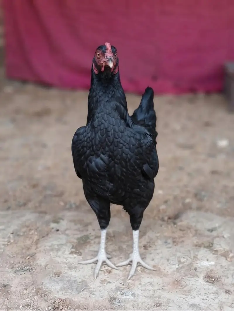 TOP QUALITY ASEEL BIRDS AVAILABLE - 5 FEMALES & 3 MALES — photo 3