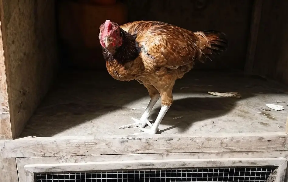 TOP QUALITY ASEEL BIRDS AVAILABLE - 5 FEMALES & 3 MALES — photo 4
