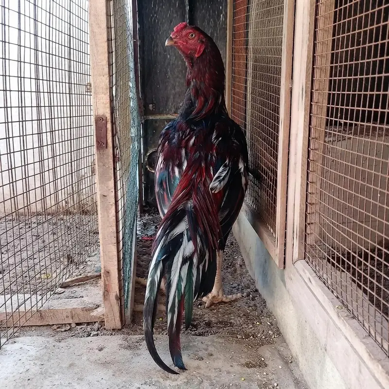 TOP QUALITY ASEEL BIRDS AVAILABLE - 5 FEMALES & 3 MALES — photo 5