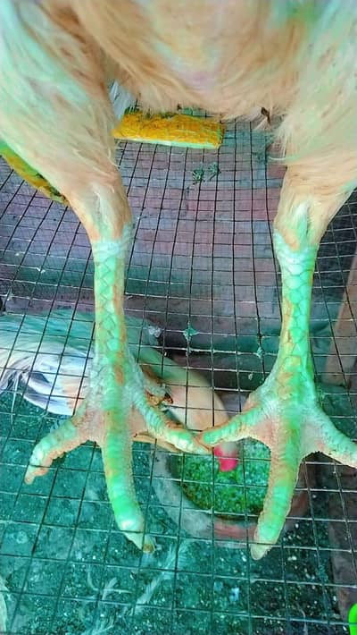 I want to sell my parrot beack beader pair