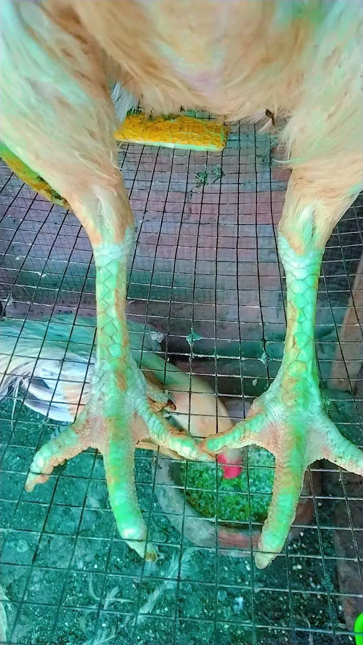 I want to sell my parrot beack beader pair — photo 4