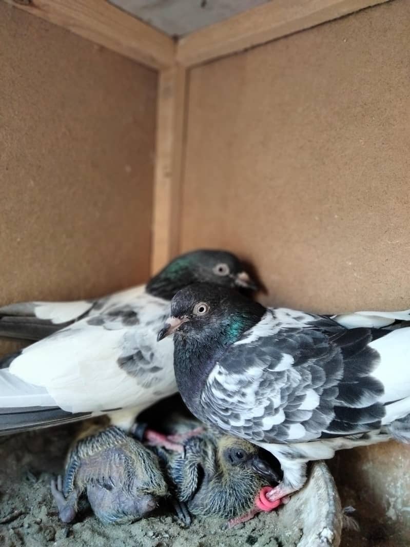 Breeder pair 0