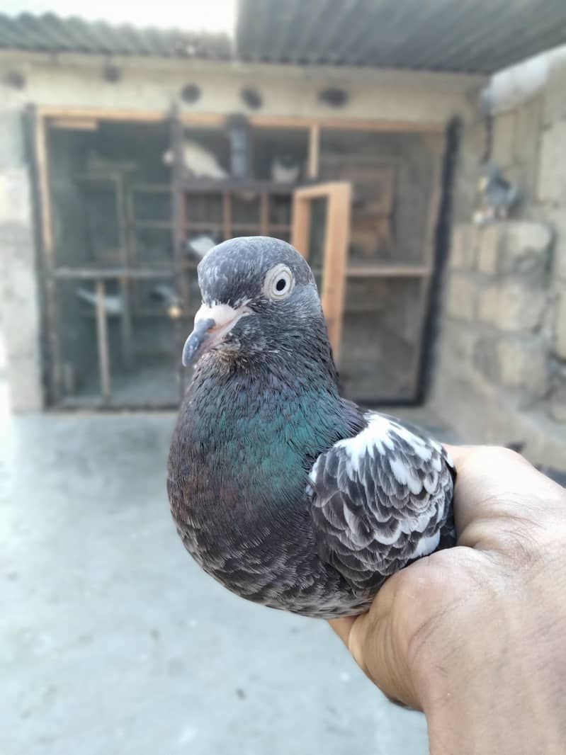 Breeder pair 2