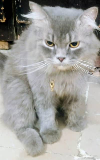 Persian cat double fur