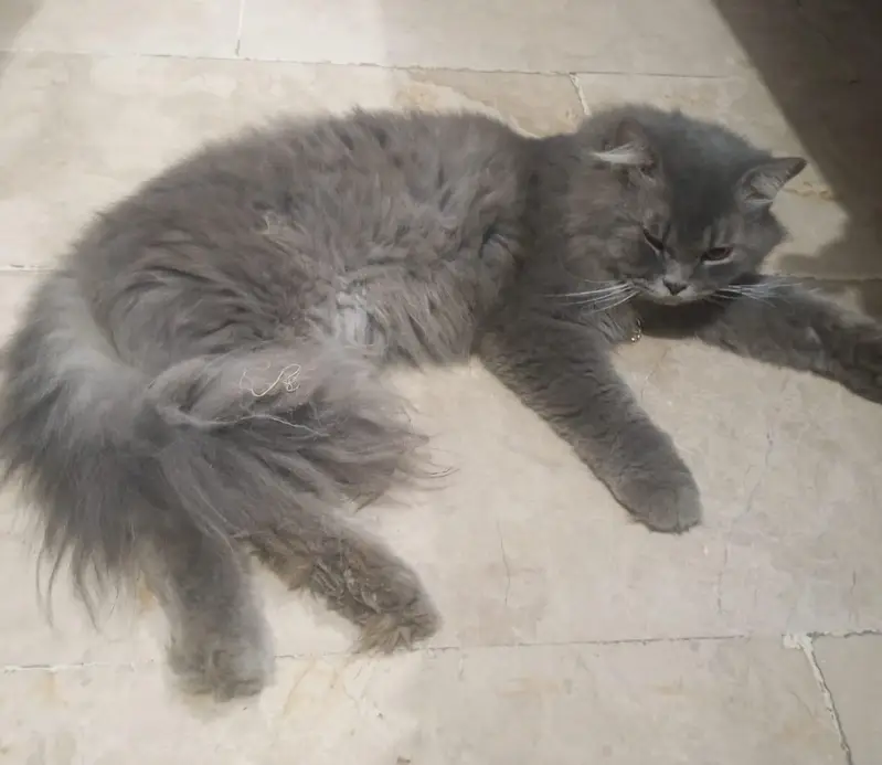 Persian cat double fur — photo 2
