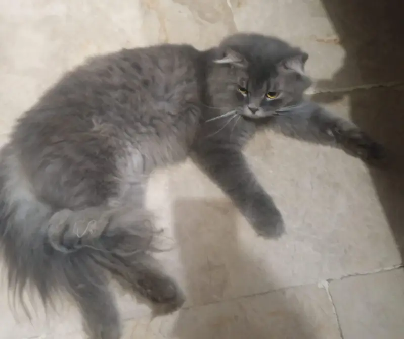 Persian cat double fur — photo 3