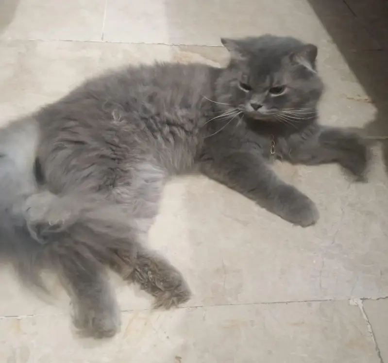 Persian cat double fur — photo 4