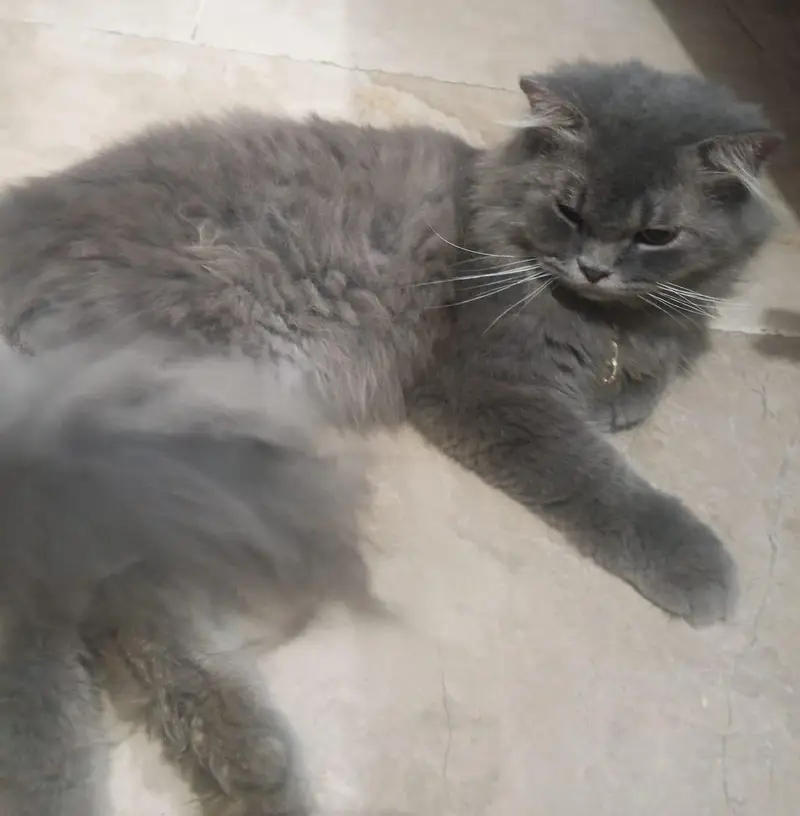 Persian cat double fur — photo 5