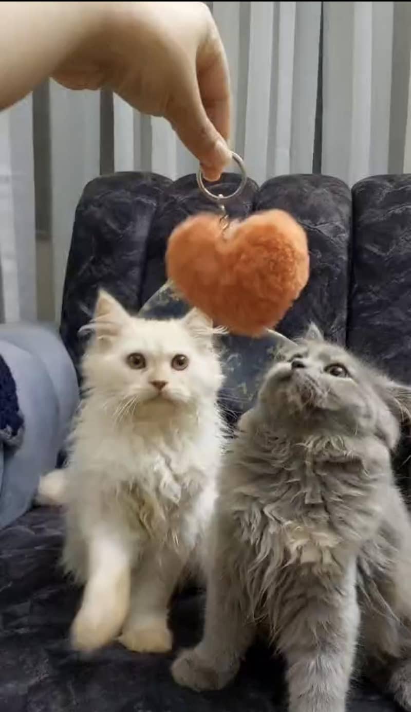 Persian cat 0