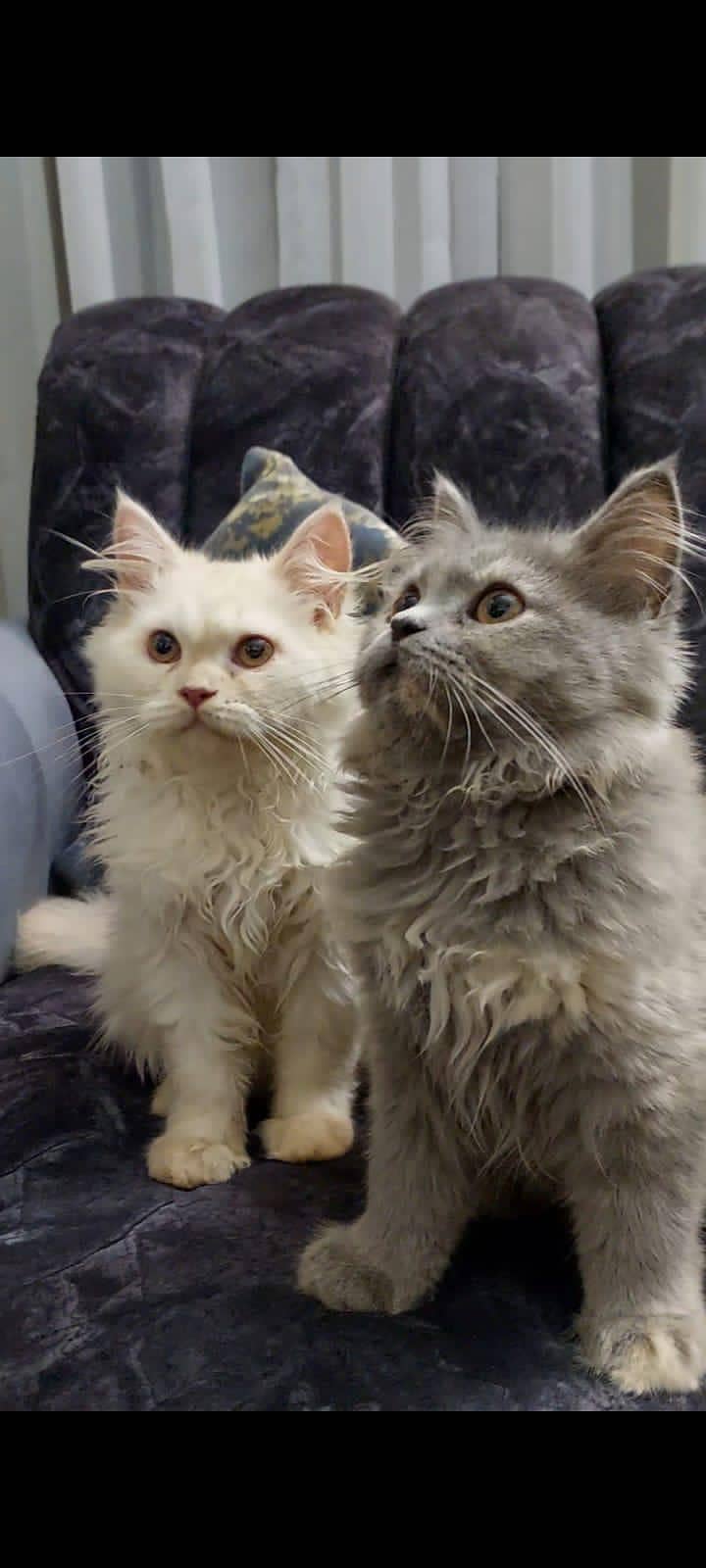 Persian cat 1