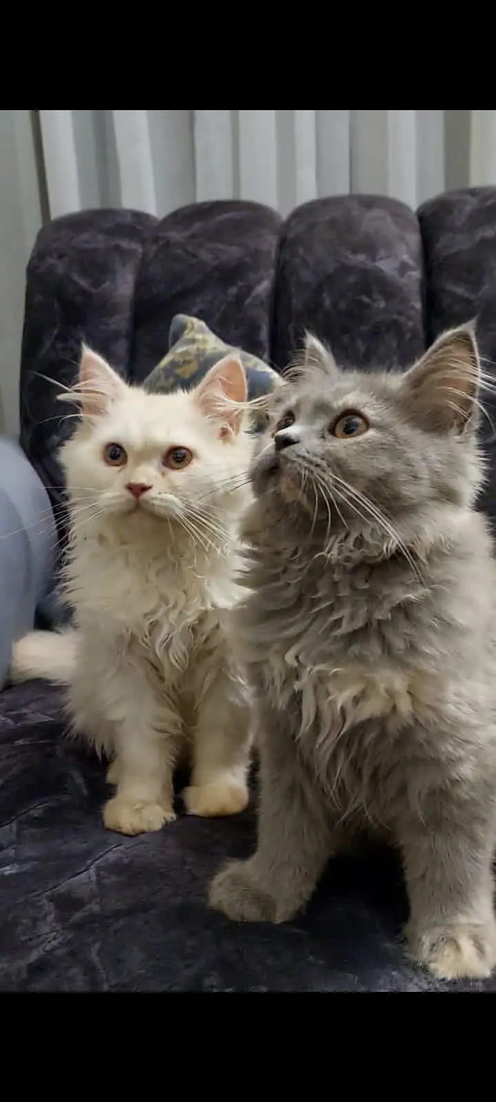 Persian cat — photo 2