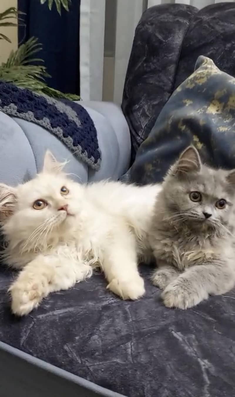 Persian cat 2
