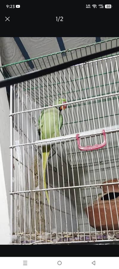 male parrot