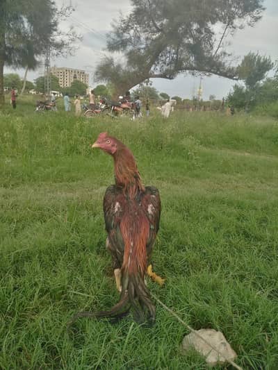all birds for sale different price