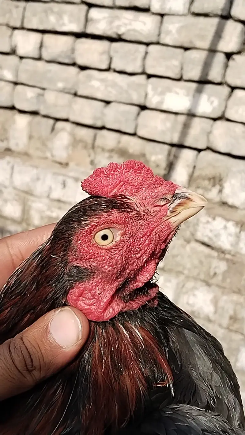 Amroha khajooria high quality — photo 2