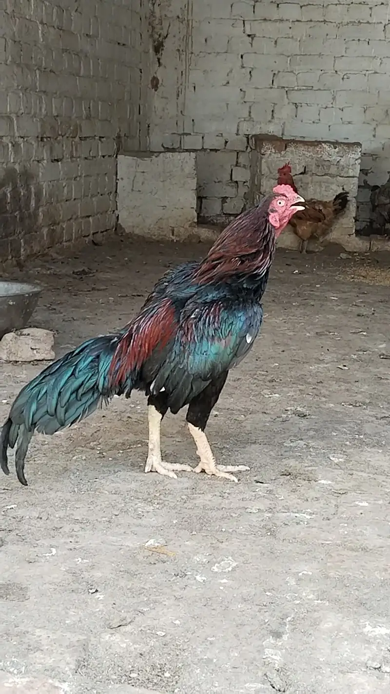 Amroha khajooria high quality — photo 4