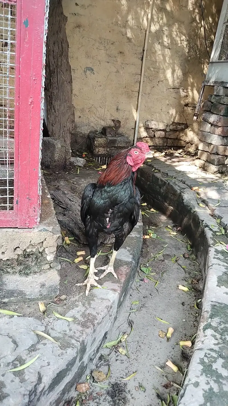 Amroha khajooria high quality — photo 7