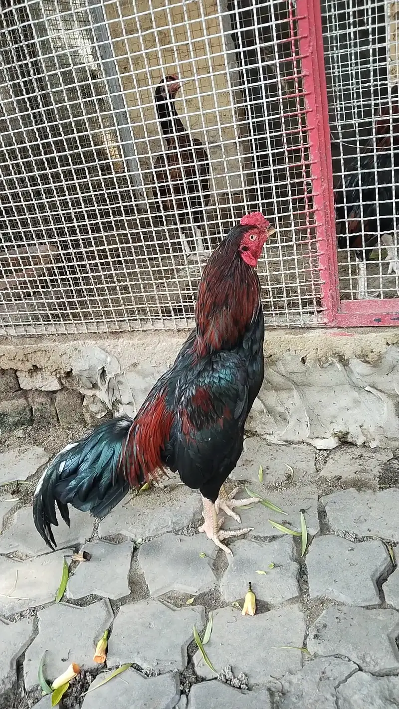 Amroha khajooria high quality — photo 8