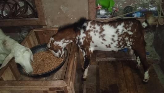 Breeder Quality tedda male and dumba
