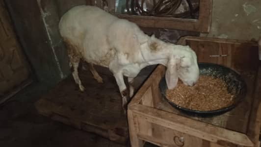 Breeder Quality dumba