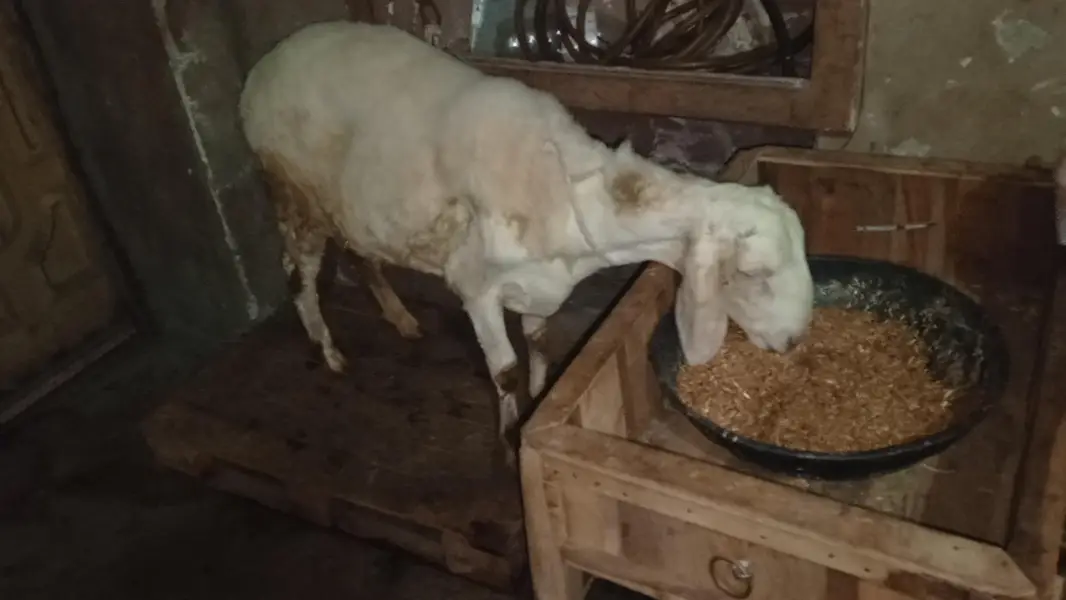 Breeder Quality tedda male and dumba — photo 2